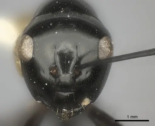 Polyrhachis euryala specimen