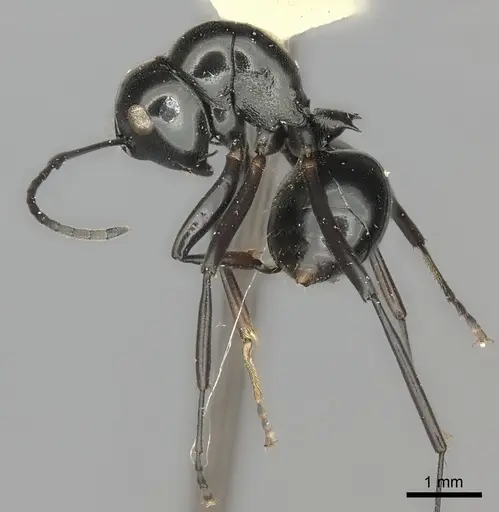 Polyrhachis euryala specimen