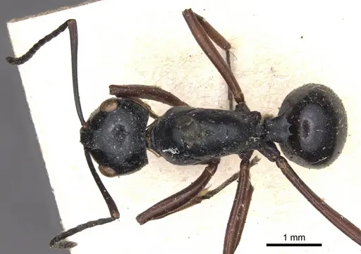 Polyrhachis euryala - CASENT0901820