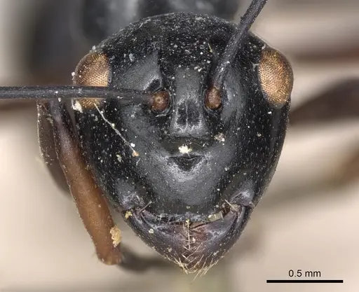 Polyrhachis euryala - CASENT0901820