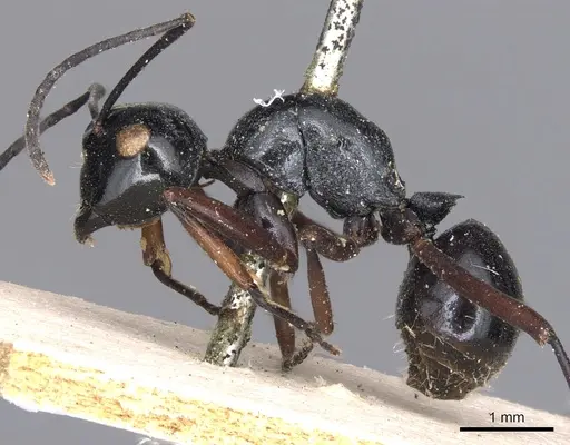 Polyrhachis euryala - CASENT0901820