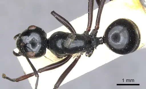 Polyrhachis euryala - CASENT0903410