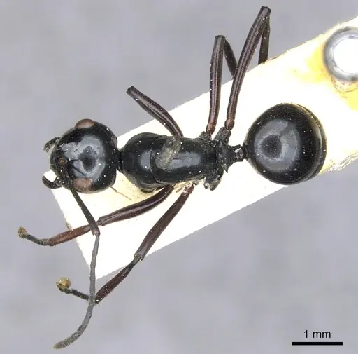 Polyrhachis euryala - CASENT0903410