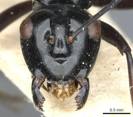 Polyrhachis euryala - CASENT0903410