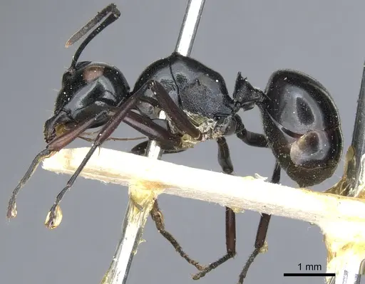 Polyrhachis euryala - CASENT0903410