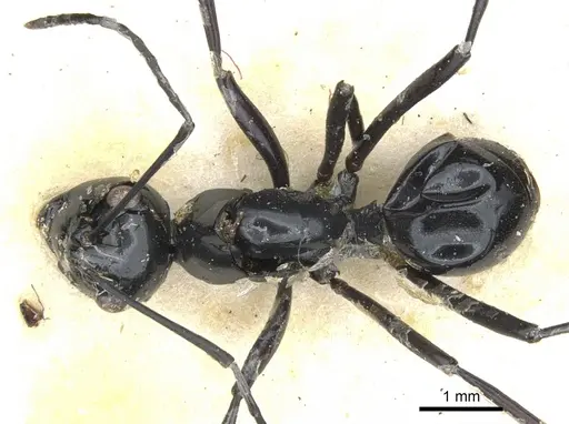 Polyrhachis euryala - CASENT0903413