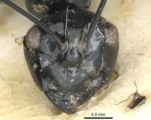 Polyrhachis euryala - CASENT0903413