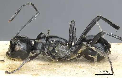 Polyrhachis euryala - CASENT0903413
