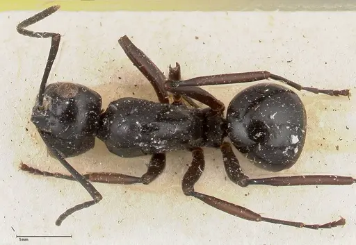 Polyrhachis euryala - FOCOL0436