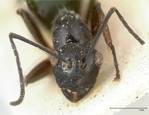 Polyrhachis euryala - FOCOL0436