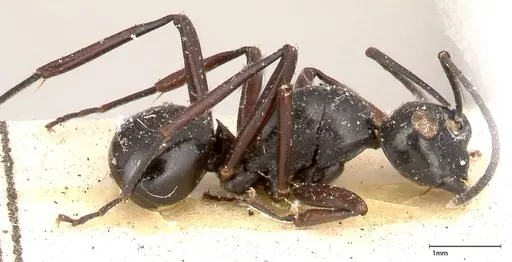 Polyrhachis euryala - FOCOL0436