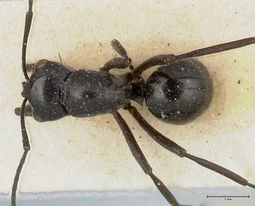 Polyrhachis euryala - FOCOL0437