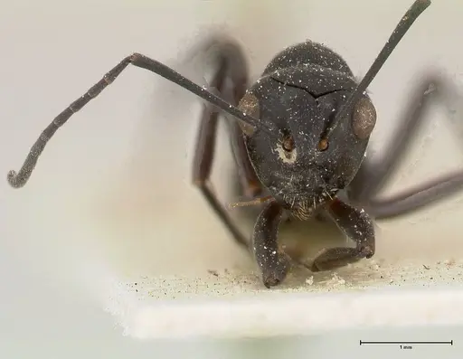 Polyrhachis euryala - FOCOL0437