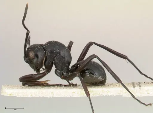 Polyrhachis euryala - FOCOL0437