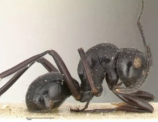 Polyrhachis euryala - FOCOL0437