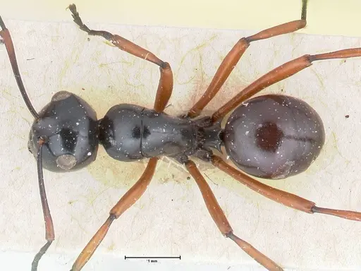Polyrhachis euryala - FOCOL2673