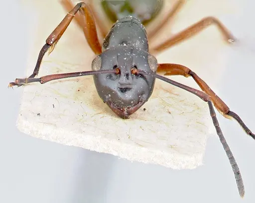 Polyrhachis euryala - FOCOL2673