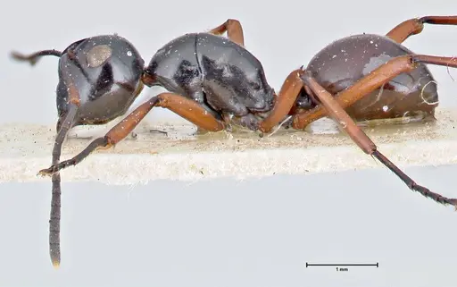 Polyrhachis euryala - FOCOL2673