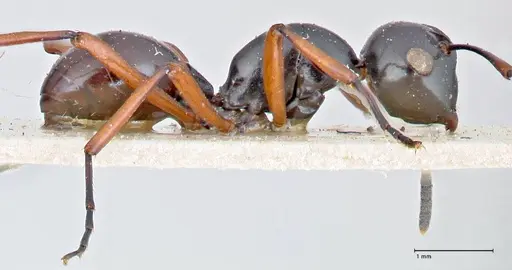 Polyrhachis euryala - FOCOL2673
