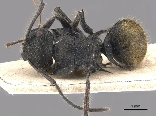 Polyrhachis eurynota specimen