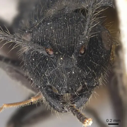 Polyrhachis eurynota specimen