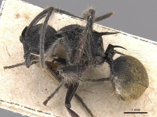 Polyrhachis eurynota specimen
