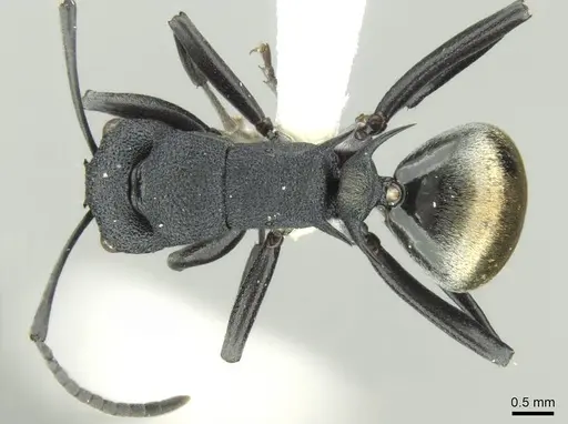 Polyrhachis euterpe specimen