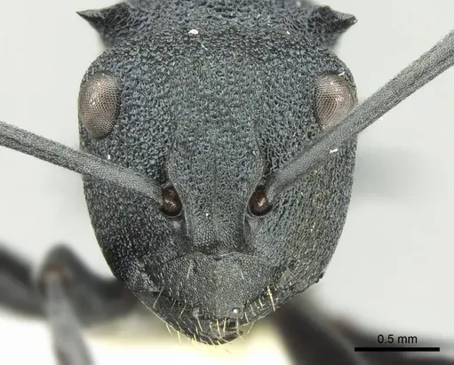 Polyrhachis euterpe specimen