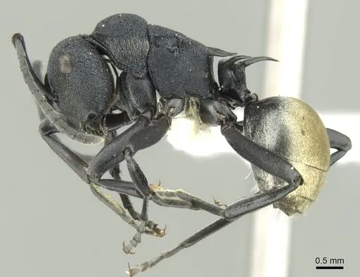Polyrhachis euterpe specimen