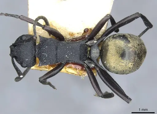 Polyrhachis euterpe - CASENT0910846