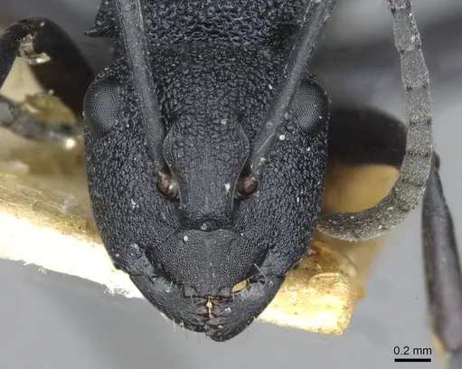 Polyrhachis euterpe - CASENT0910846