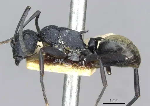 Polyrhachis euterpe - CASENT0910846