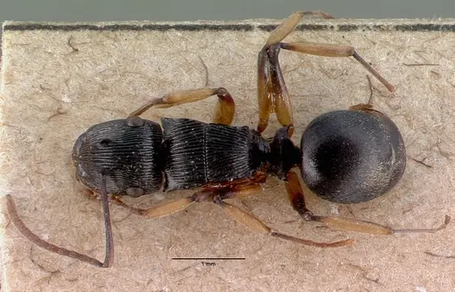 Polyrhachis exarata specimen