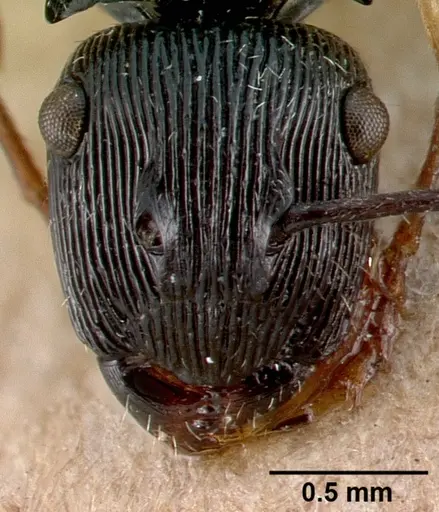 Polyrhachis exarata specimen