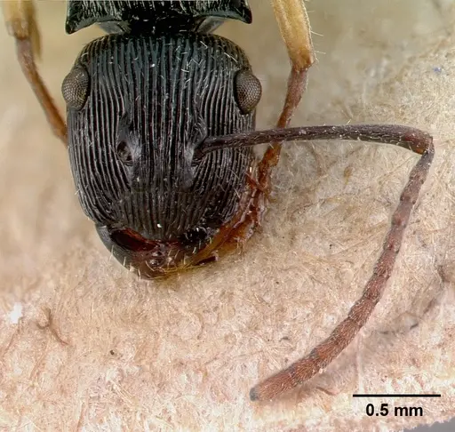 Polyrhachis exarata specimen