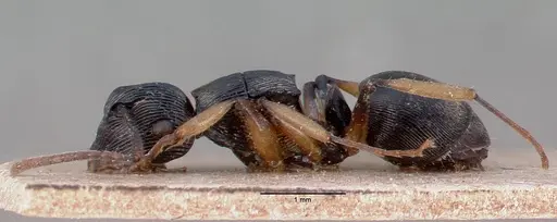 Polyrhachis exarata - CASENT0009233