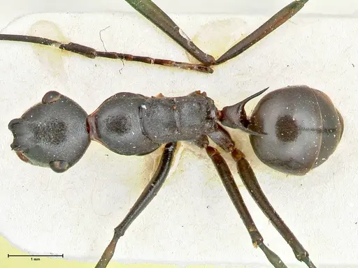 Polyrhachis excitata specimen