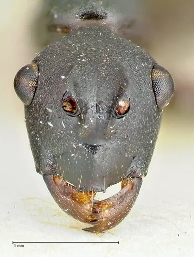 Polyrhachis excitata specimen