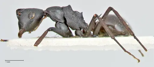Polyrhachis excitata specimen