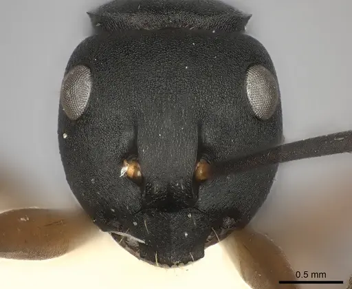 Polyrhachis exercita specimen