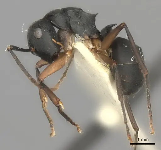 Polyrhachis exercita specimen