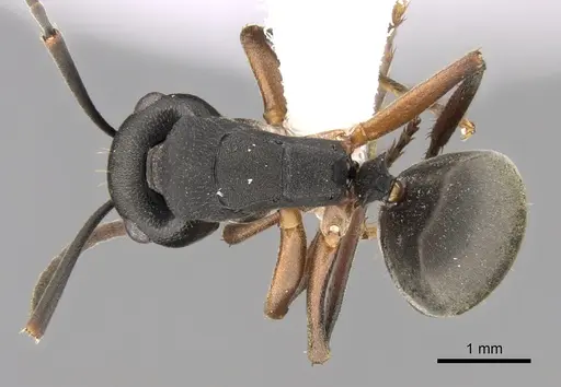 Polyrhachis exercita - CASENT0281352