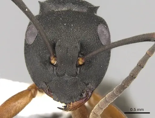 Polyrhachis exercita - CASENT0281352