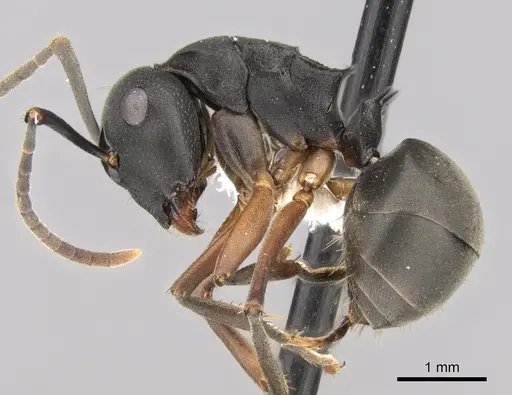 Polyrhachis exercita - CASENT0281352