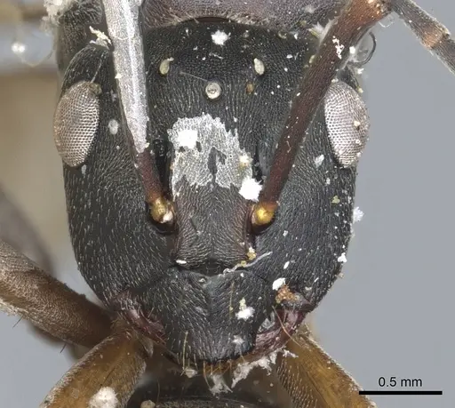 Polyrhachis exercita - CASENT0903298