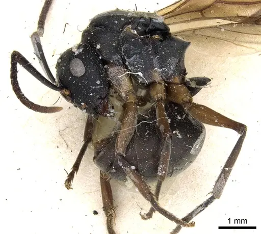 Polyrhachis exercita - CASENT0903298