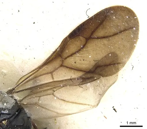 Polyrhachis exercita - CASENT0903298