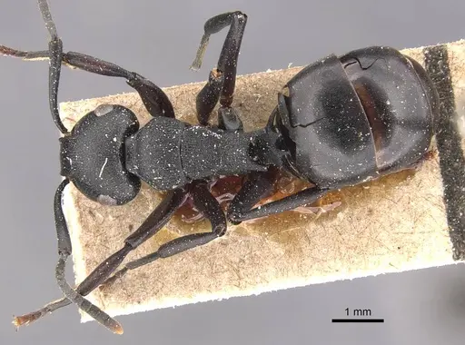 Polyrhachis exercita - CASENT0905829