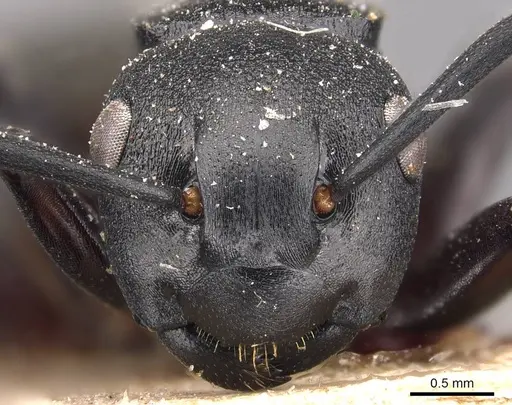 Polyrhachis exercita - CASENT0905829