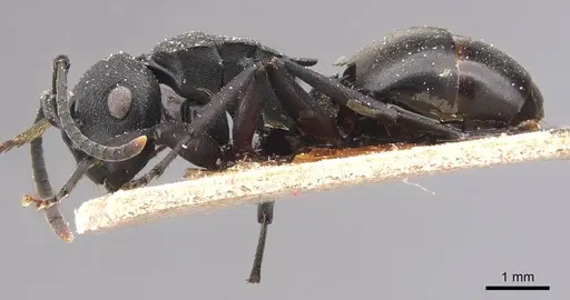 Polyrhachis exercita - CASENT0905829